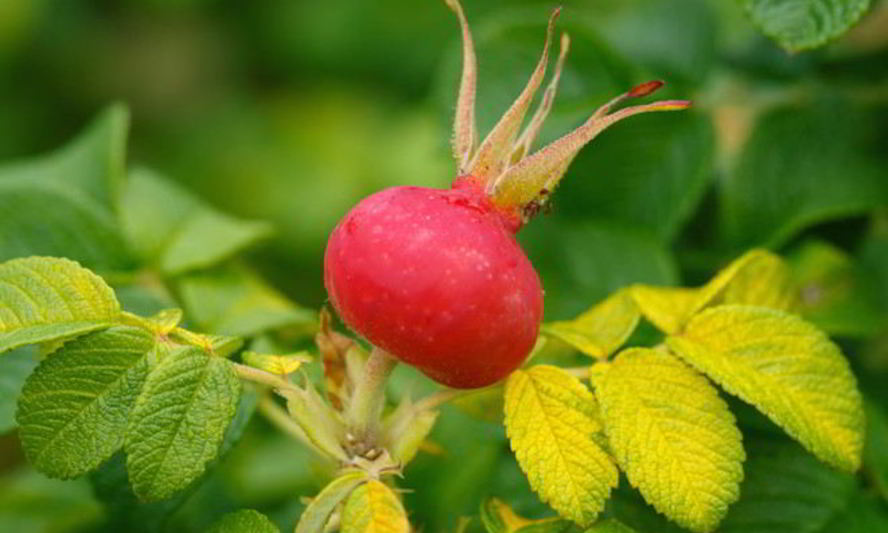 Рецепт варенья из шиповника