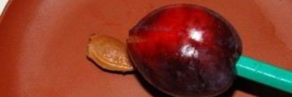 варенье из слив без варки