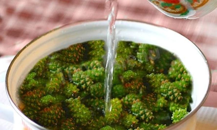 Рецепт варенья из сосны