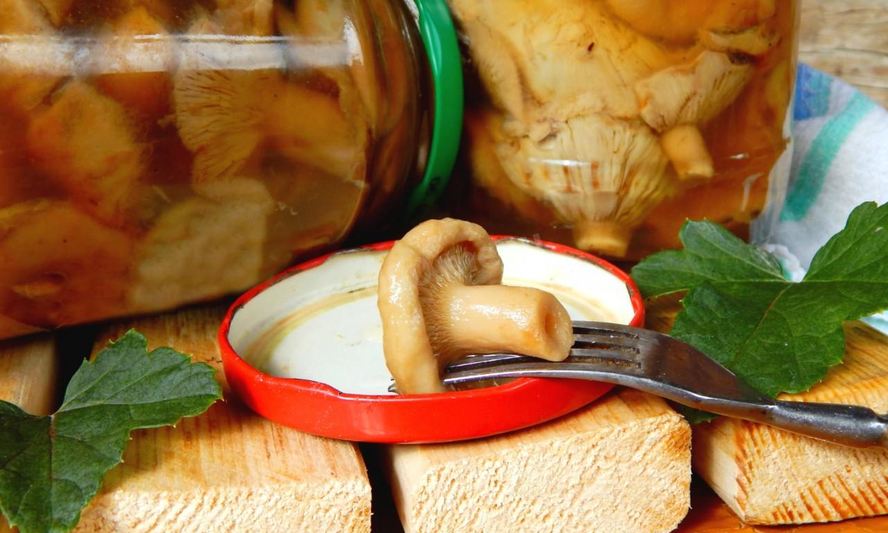 Рецепт волнушек соленых на зиму