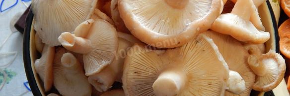 волнушки соленые на зиму