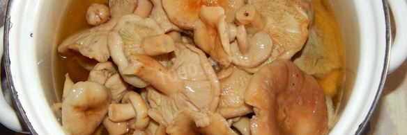 волнушки соленые на зиму