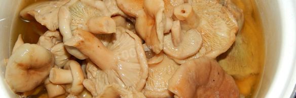 волнушки соленые на зиму