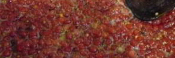 заготовка лимонника на зиму