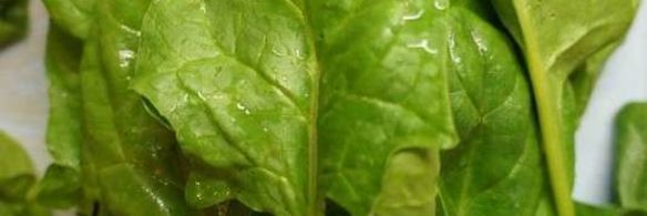 заморозка шпината на зиму