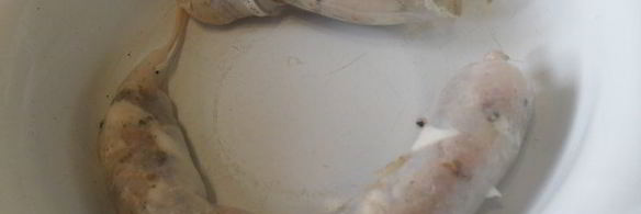 домашняя рыбная колбаса