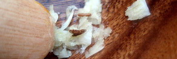 эссекская икра