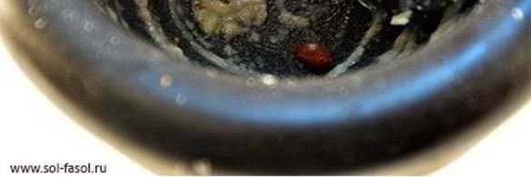 хумус из иерусалима