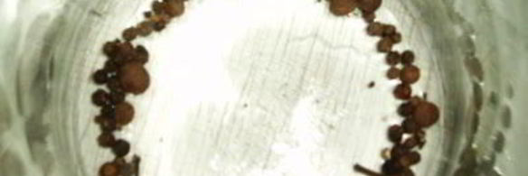 маринованные помидоры с сельдереем и луком