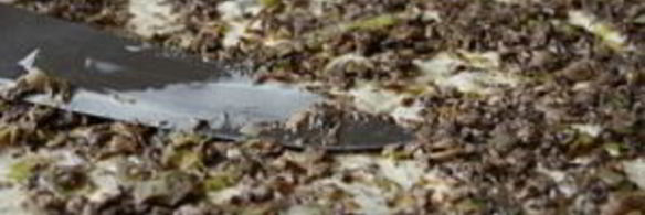 рулет из лаваша с грибами