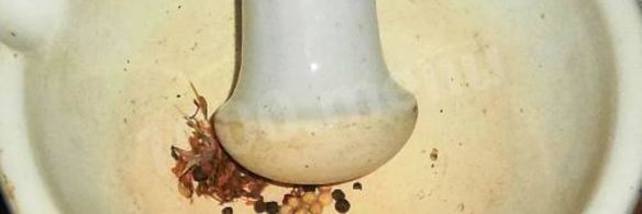 рулет из свиного сала