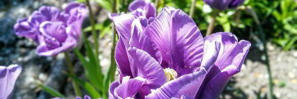 ревеневый тарт с ванильным пудингом и штройзелем