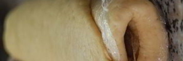 тыквенно-карамельный тарт